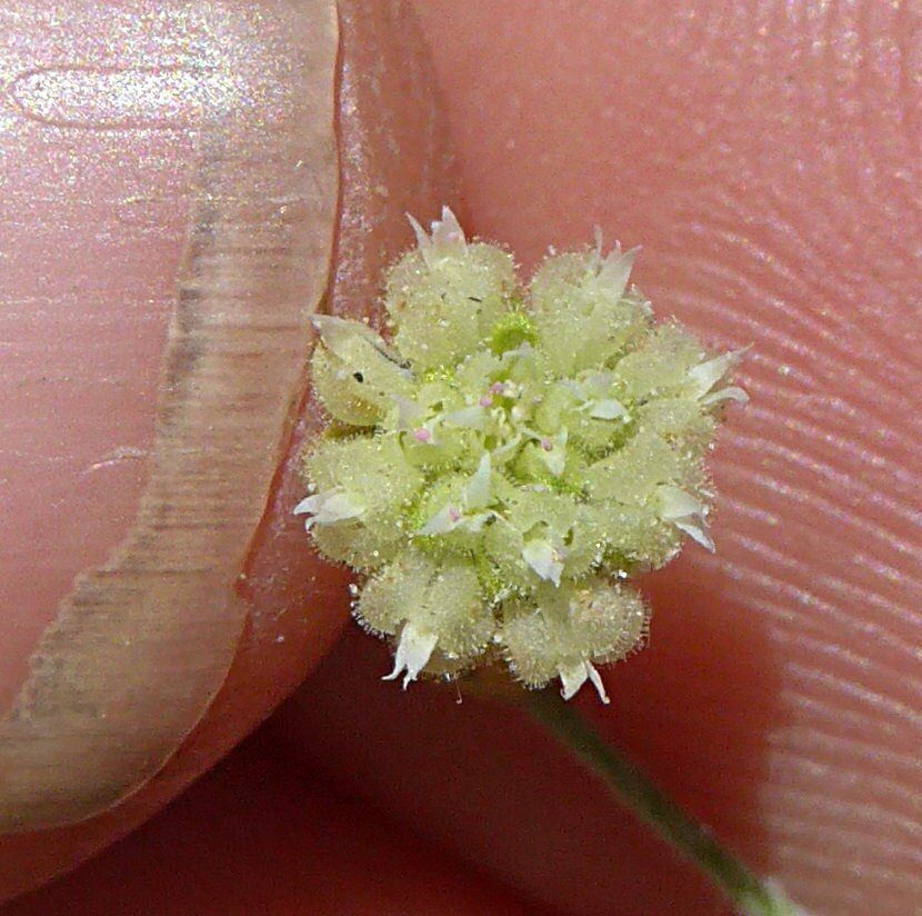 High Resolution Eriogonum viridescens Flower